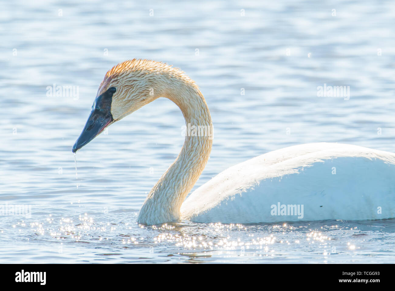 Trumpeter swan during Spring migrations at the Crex Meadows Wildlife Area in Northern Wisconsin Stock Photo