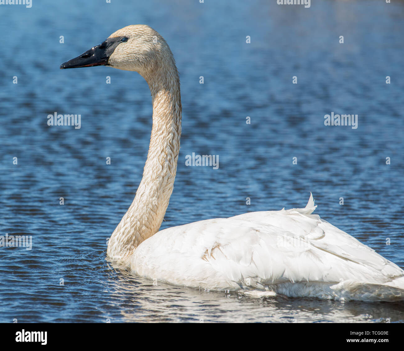 Trumpeter swan during Spring migrations at the Crex Meadows Wildlife Area in Northern Wisconsin Stock Photo