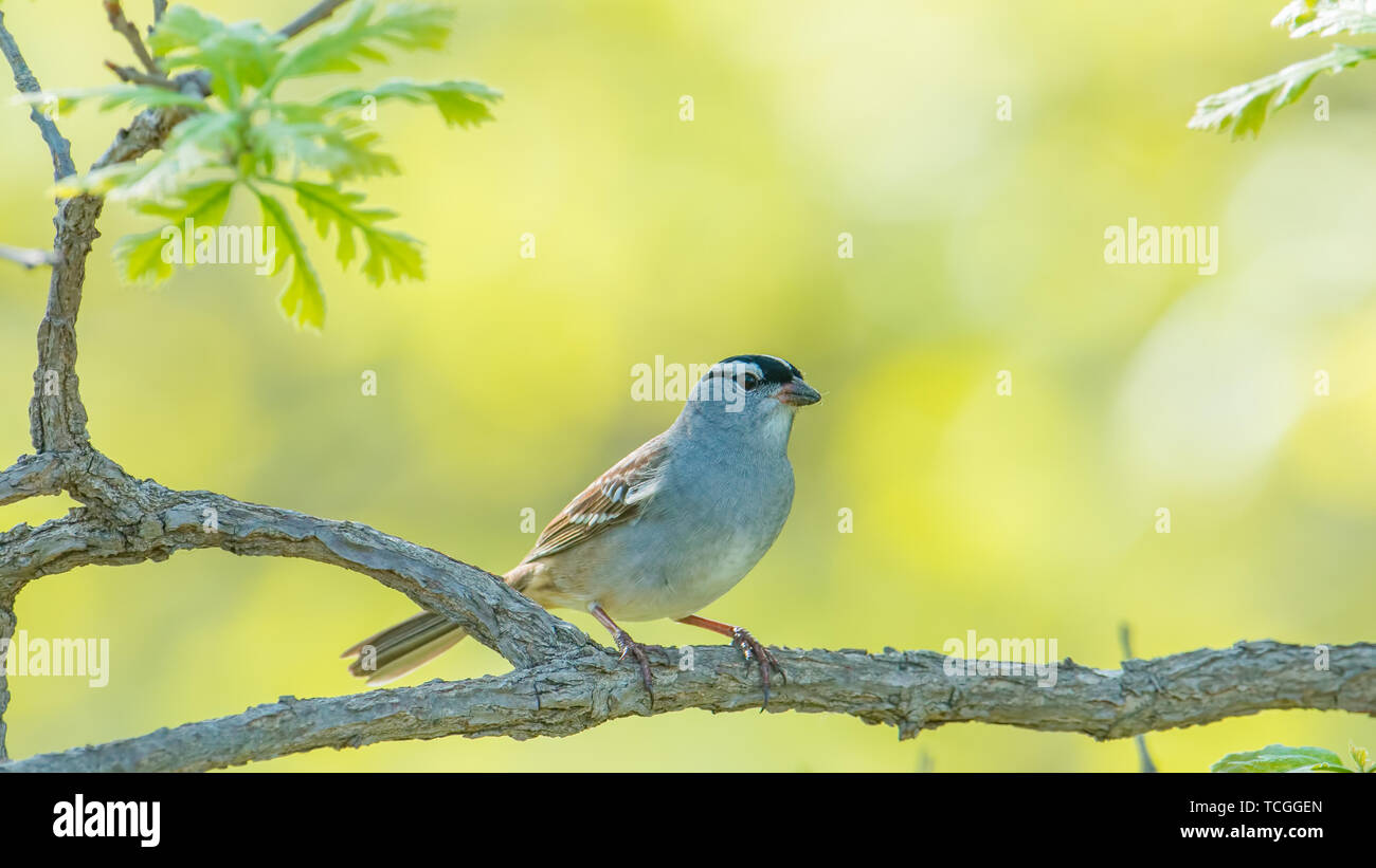 White-crowned sparrow perched on a tree branch off the Minnesota River during Spring migrations - creamy smooth background with shades of green Stock Photo