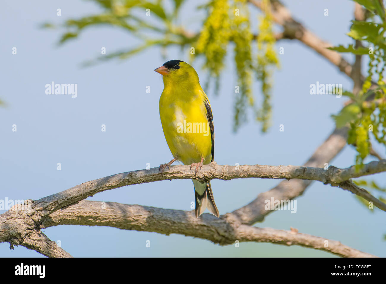 Goldfinch in breeding yellow plumage perched on a tree branch off the Minnesota River during Spring migrations Stock Photo