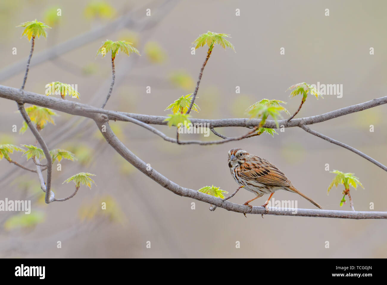 Song sparrow (I believe) perched on a tree branch with young leaves during Spring migrations off the Minnesota River Stock Photo