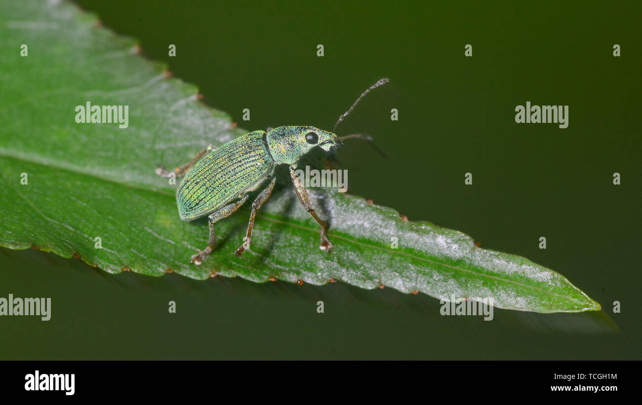 Green weevil on green leaf taken in the BWCA - Boundary Waters Canoe Area in Northern Minnesota Stock Photo