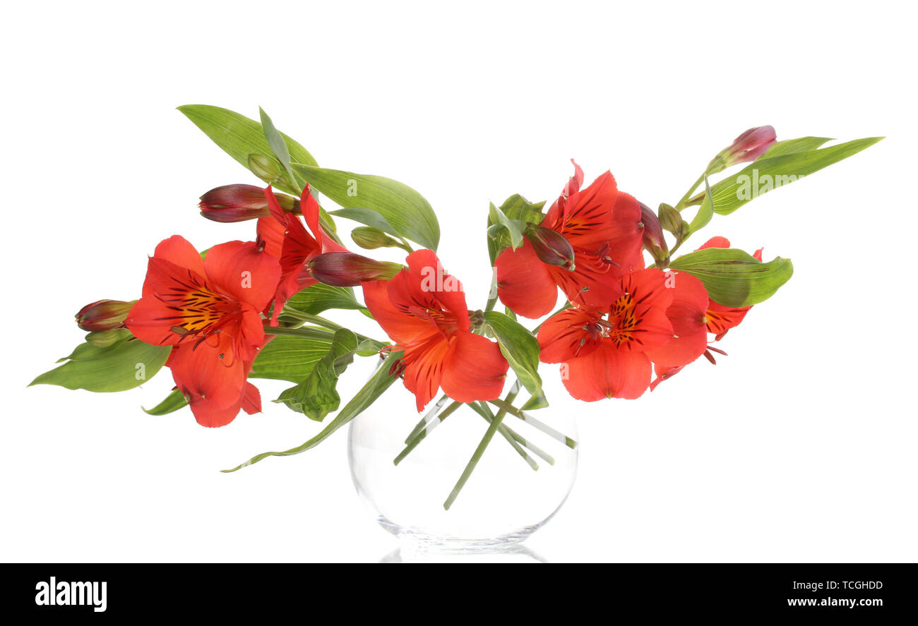 Alstroemeria in vase isolated on white Stock Photo Alamy
