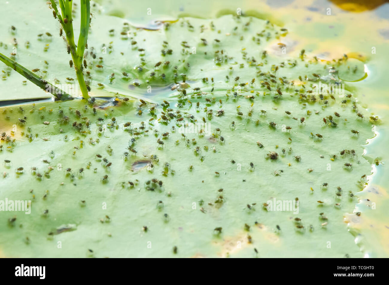 Tons of insects forest hi-res stock photography and images - Alamy