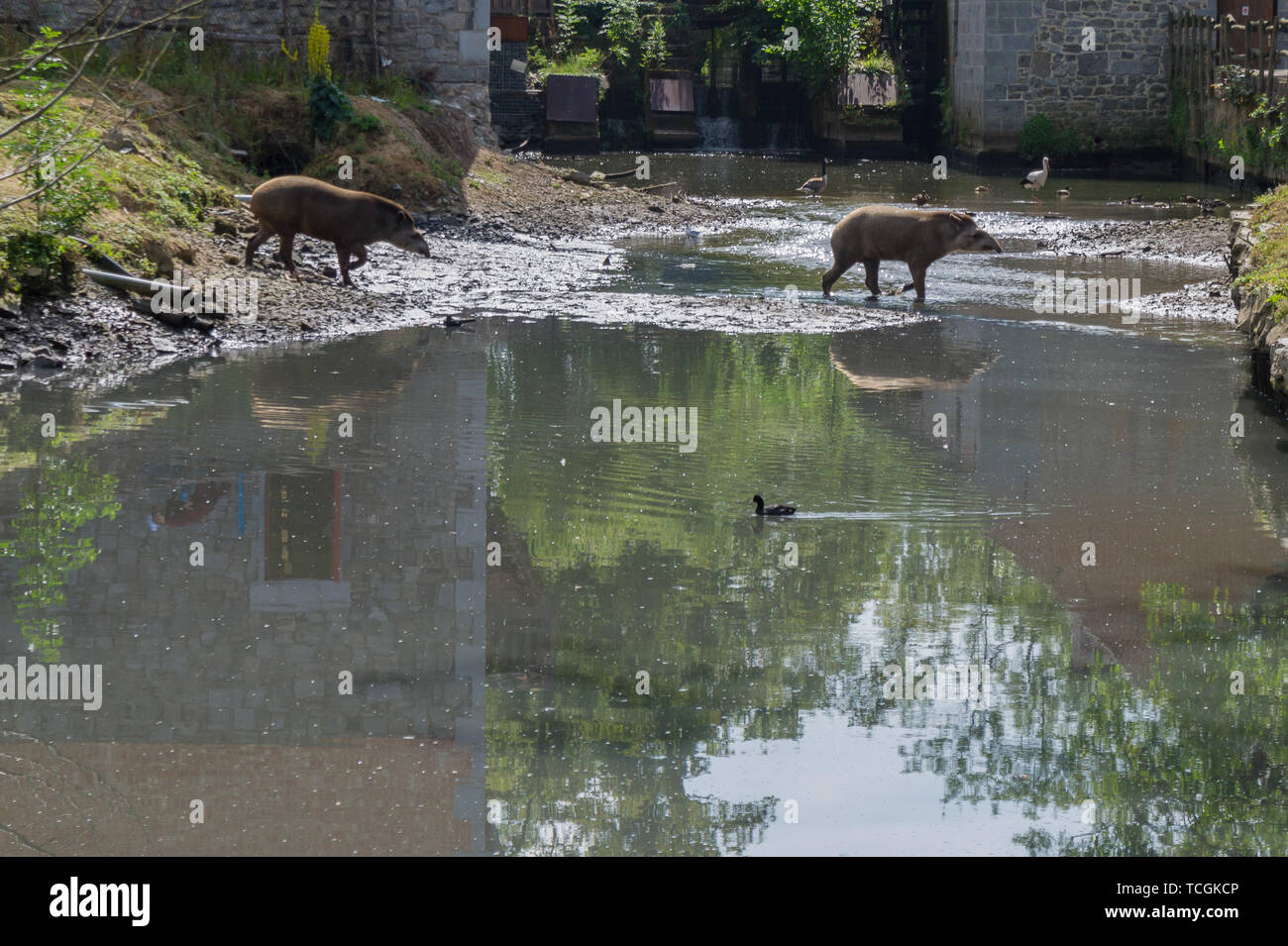 Two tapirs follow each other Stock Photo