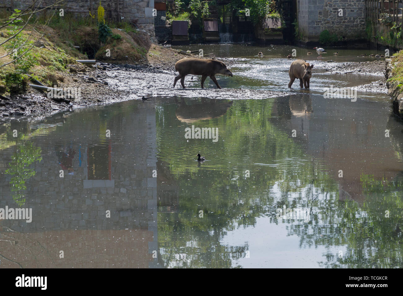 Two tapir in a pond Stock Photo