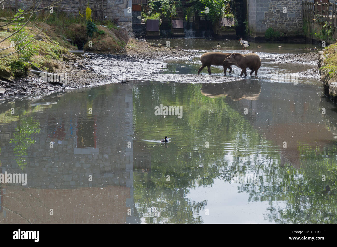 Two tapirs intersect in a pond Stock Photo