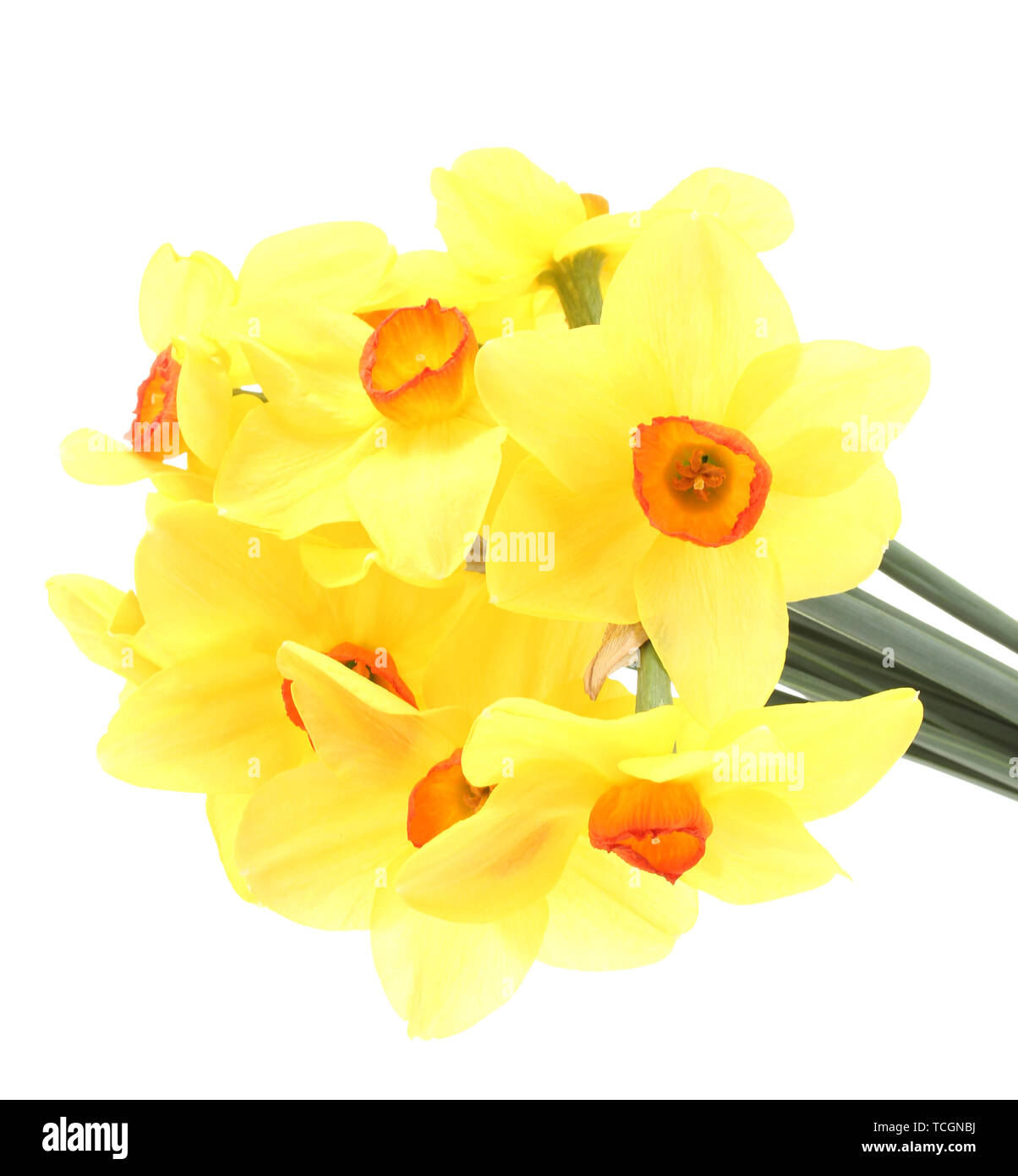 beautiful yellow daffodils isolated on white Stock Photo - Alamy