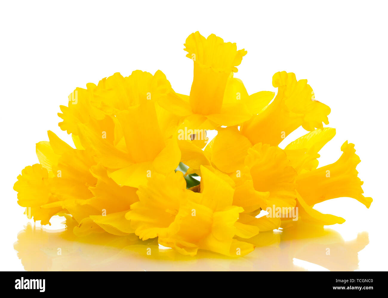 beautiful yellow daffodils isolated on white Stock Photo - Alamy