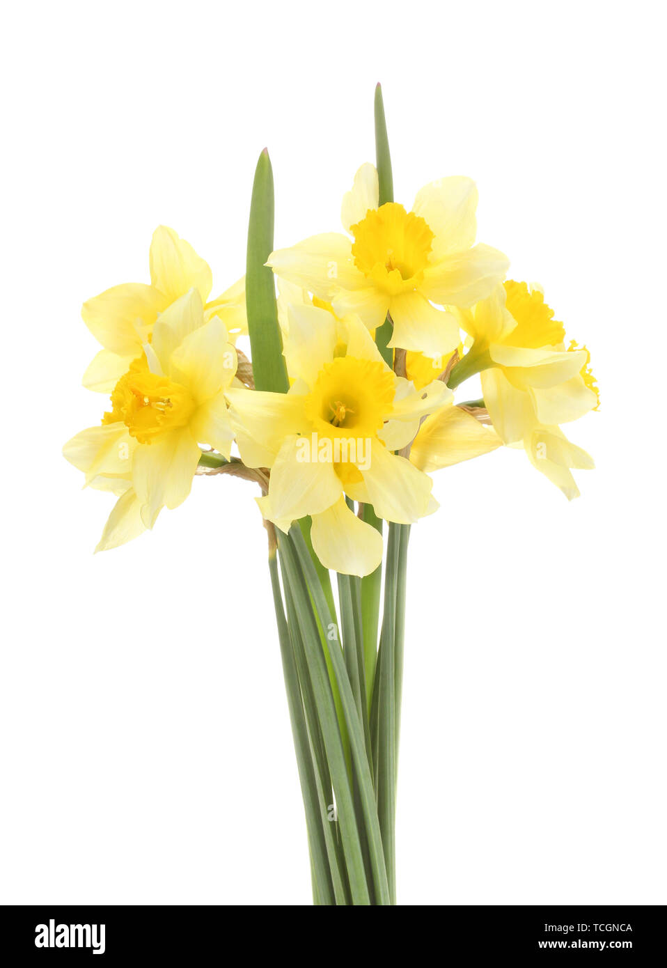 beautiful yellow daffodils isolated on white Stock Photo - Alamy