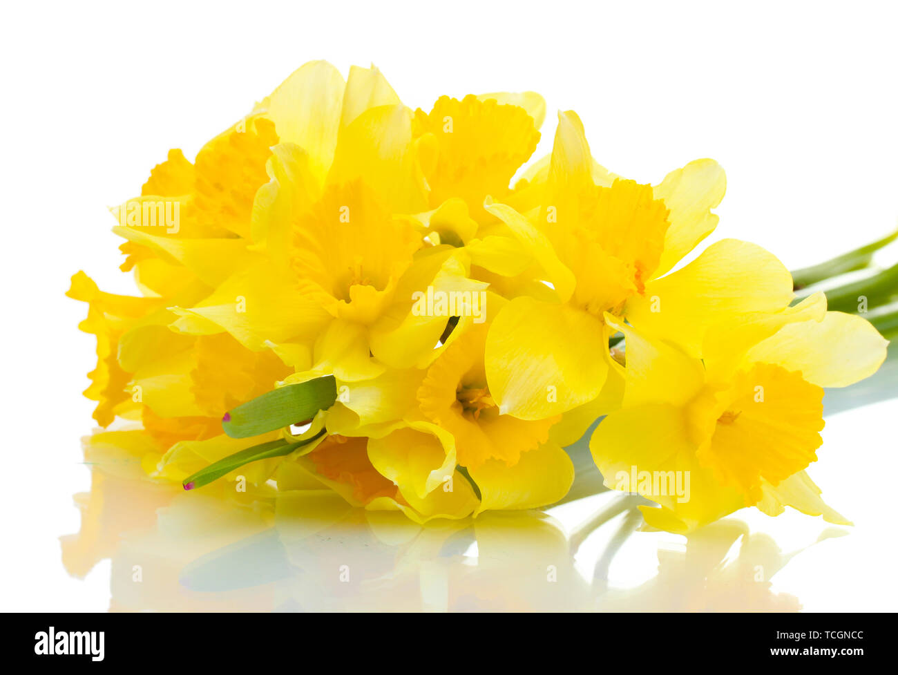 beautiful yellow daffodils isolated on white Stock Photo - Alamy