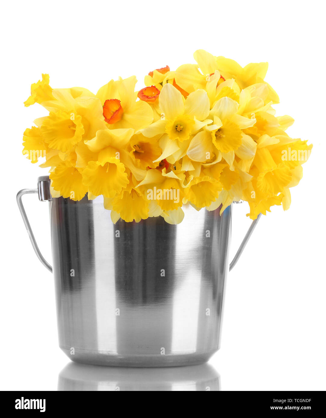 beautiful yellow daffodils in a bucket isolated on white Stock Photo ...