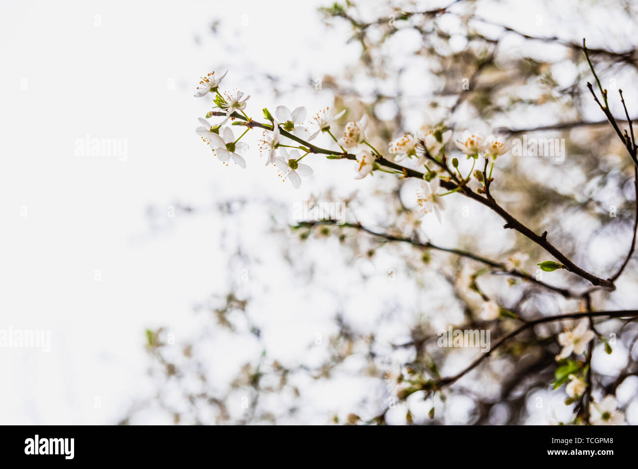 Branches of tree in bloom in spring with cloudy sky background Stock ...