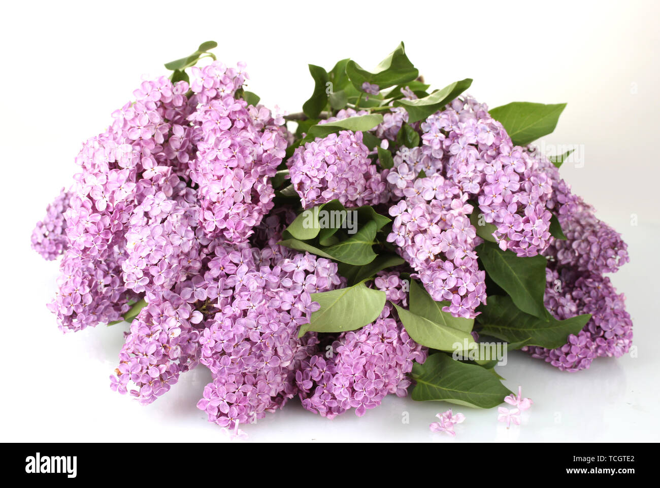 beautiful lilac flowers isolated on white Stock Photo Alamy