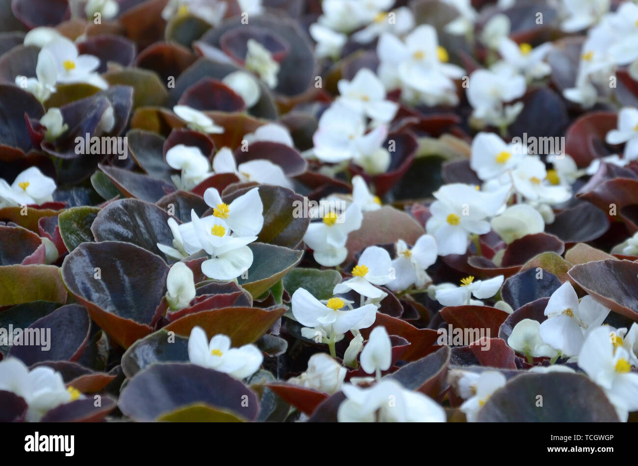 White Begonia cucullata also known as wax begonia and clubed begonia. Field with small white flowers garden close up Stock Photo