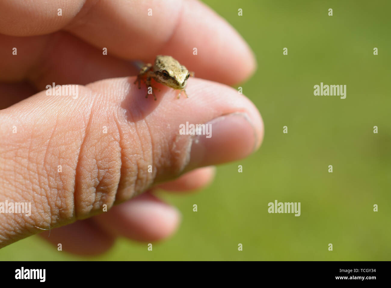 A super tiny brown tree frog sits on the thumb of a human hand Stock Photo  - Alamy, image size:1300x956