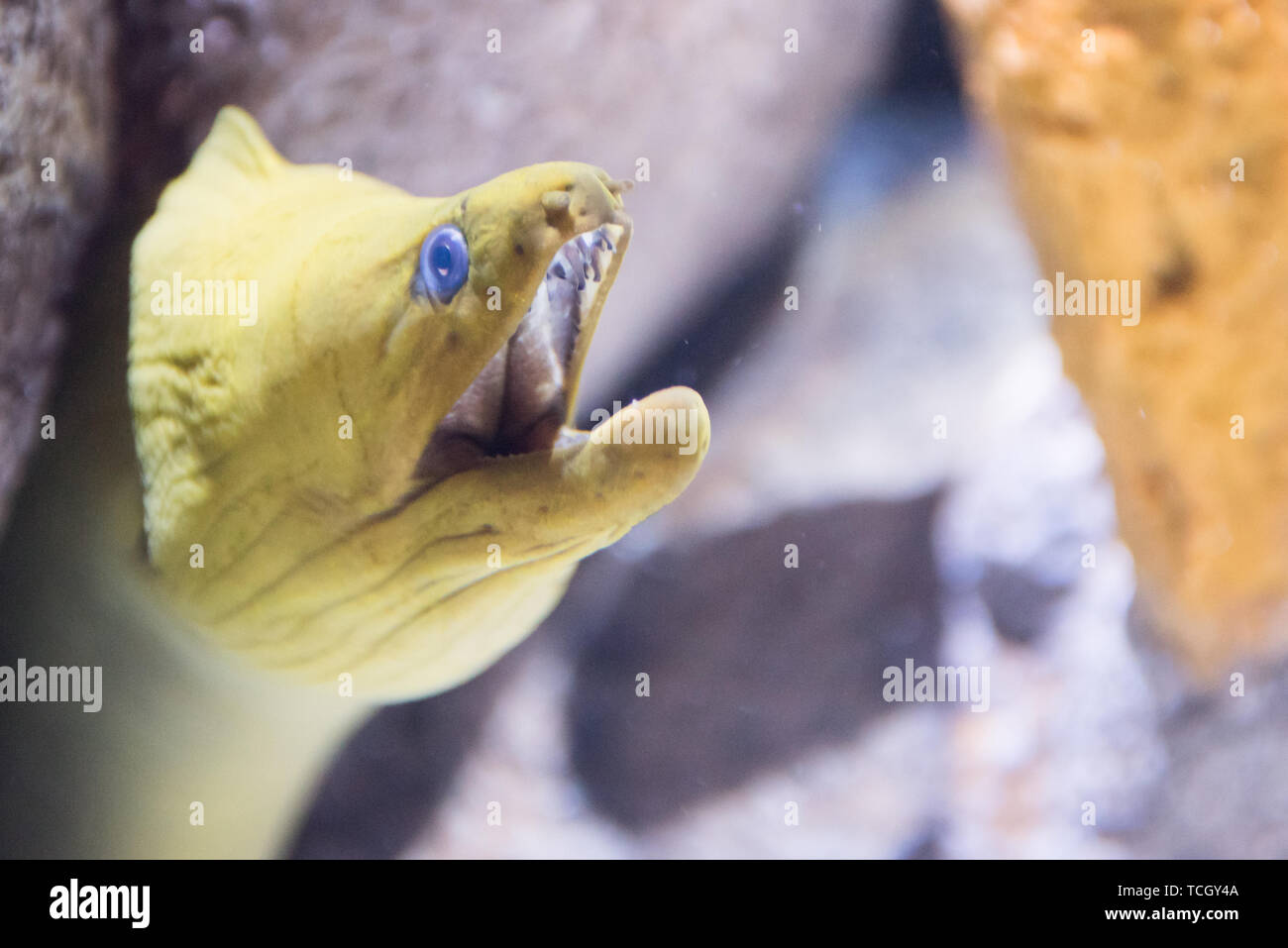 Yellow moray with opened mouth coming out of stone shelter under water Stock Photo