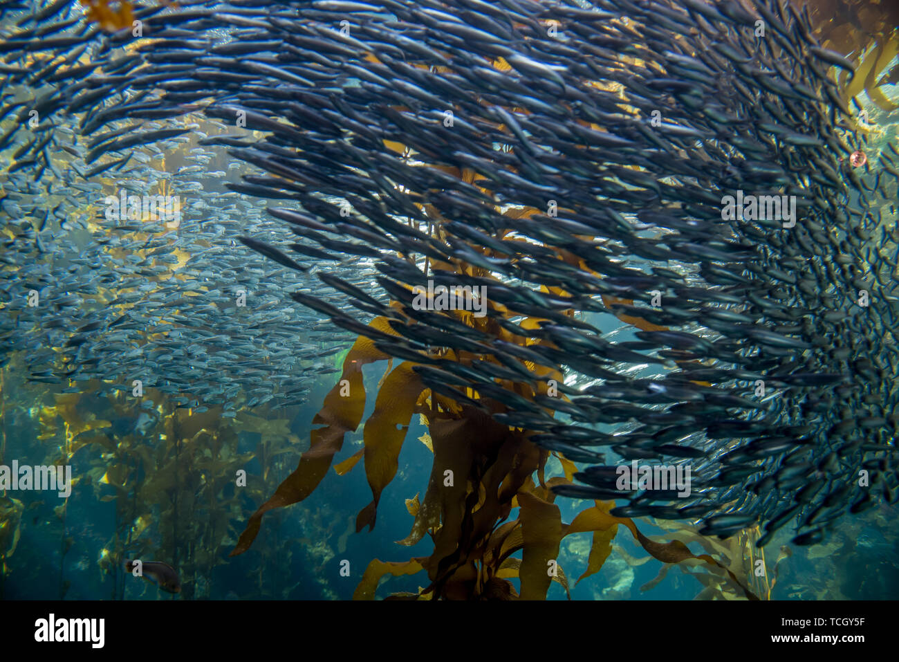 Large anchovy school Stock Photo Alamy