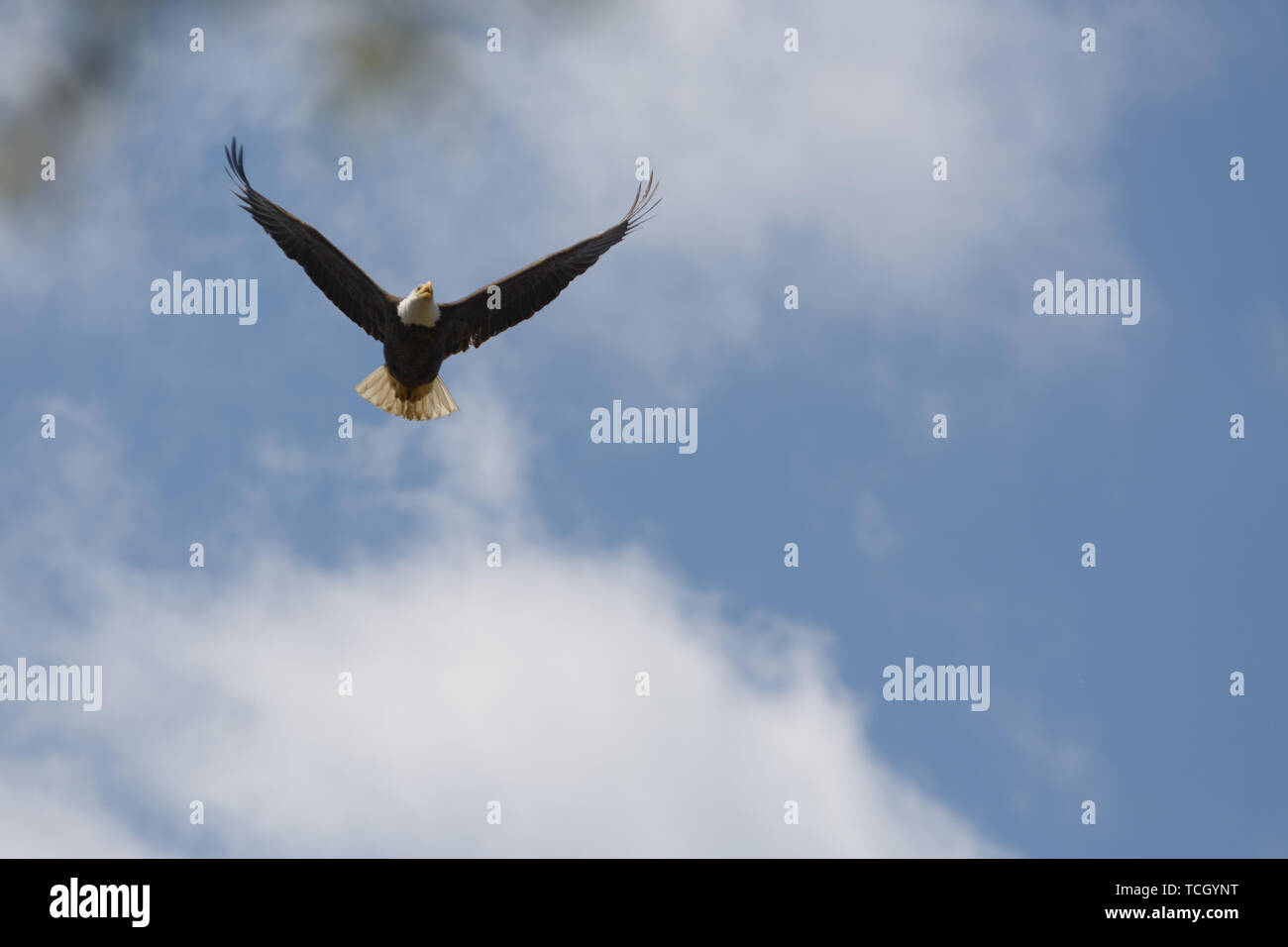From below shot of majestic eagle with huge wings flying in blue sky with clouds Stock Photo
