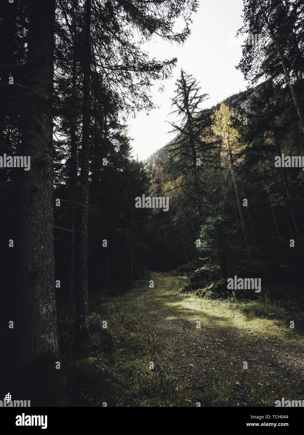 Beautiful morning in the woods hi-res stock photography and images - Alamy