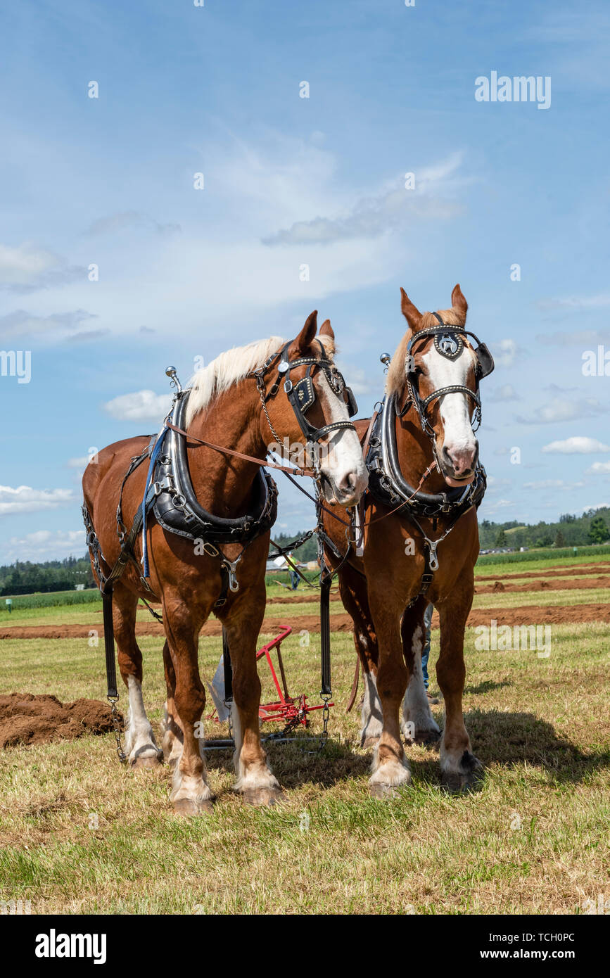 Team of plow horses resting at the end of a furrow.  2019 International Plowing Match.  Berthusen Park, Lynden, Washington Stock Photo