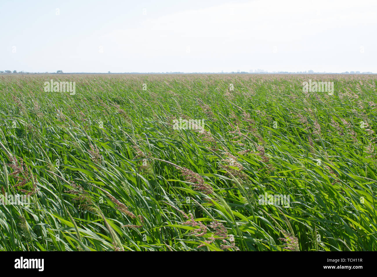 Lush green grass growing in hi-res stock photography and images - Alamy