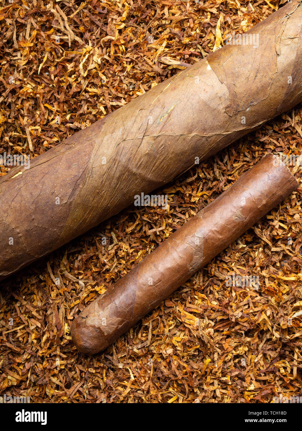 cuban tobacco leaf Seeds - Criollo 98 Seeds Premium Plant Indoor Hardy Flower Garden Mix Premium Best Heirloom Gardener Gift Pollinator Non-gmo Cuban Gold Cigar | E-Liquid