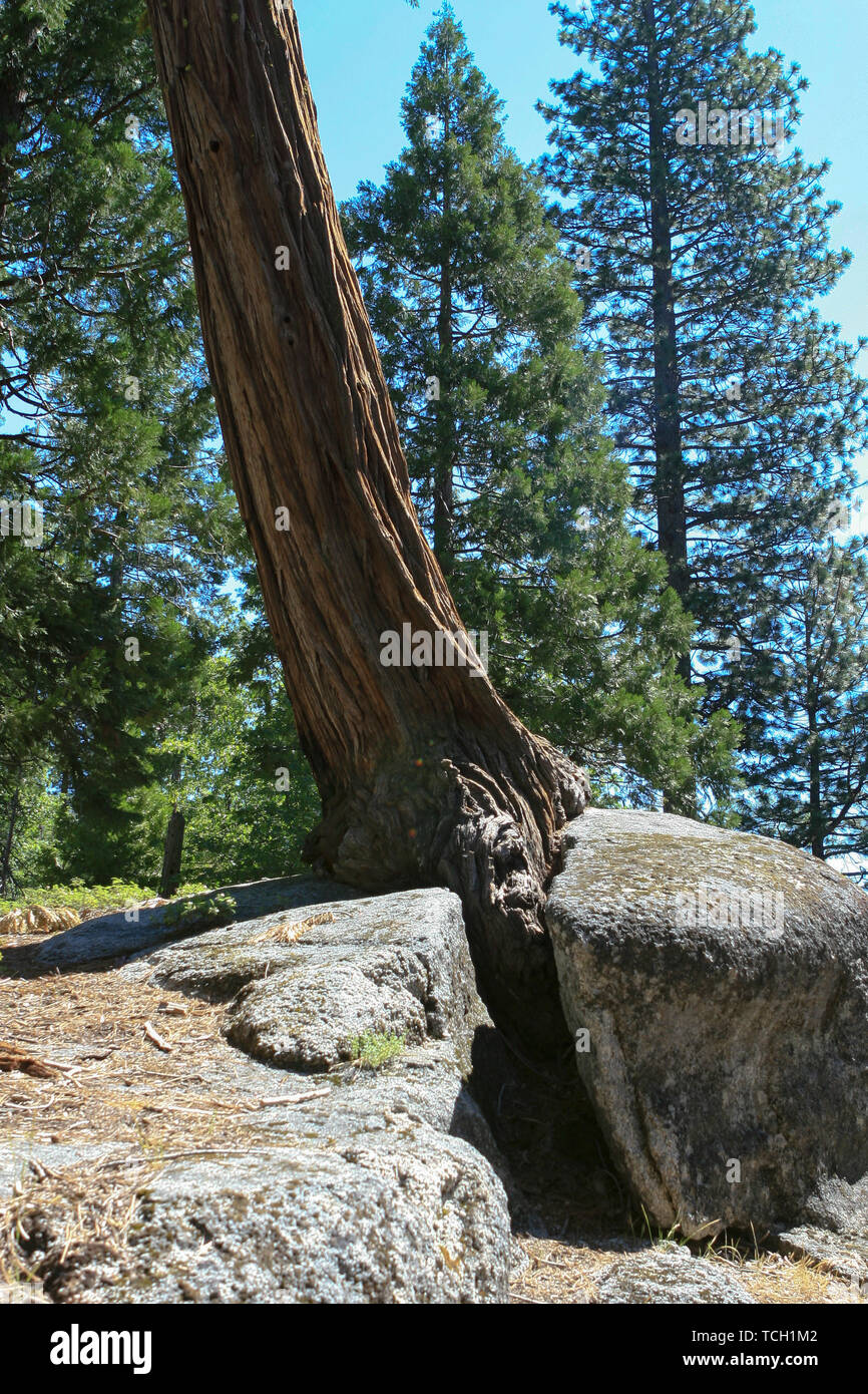 redwood tree growing out of rock Stock Photo Alamy