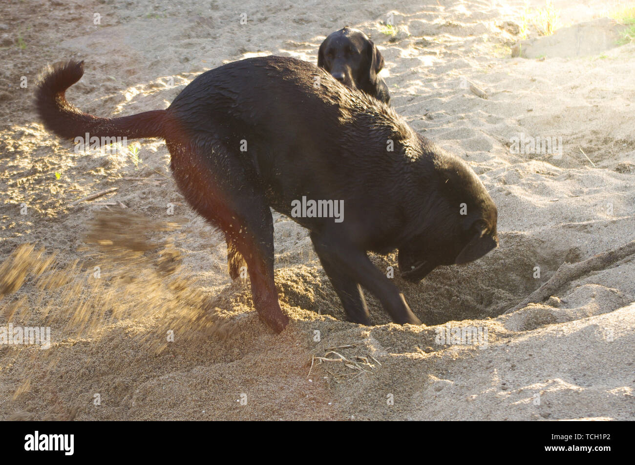 Excited dog digging hi-res stock photography and images - Alamy