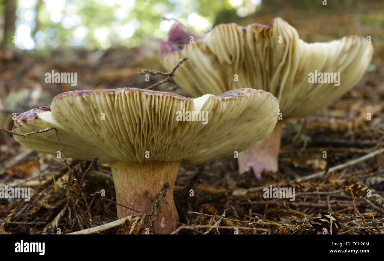 Large mushrooms in redwood forest canopy Stock Photo