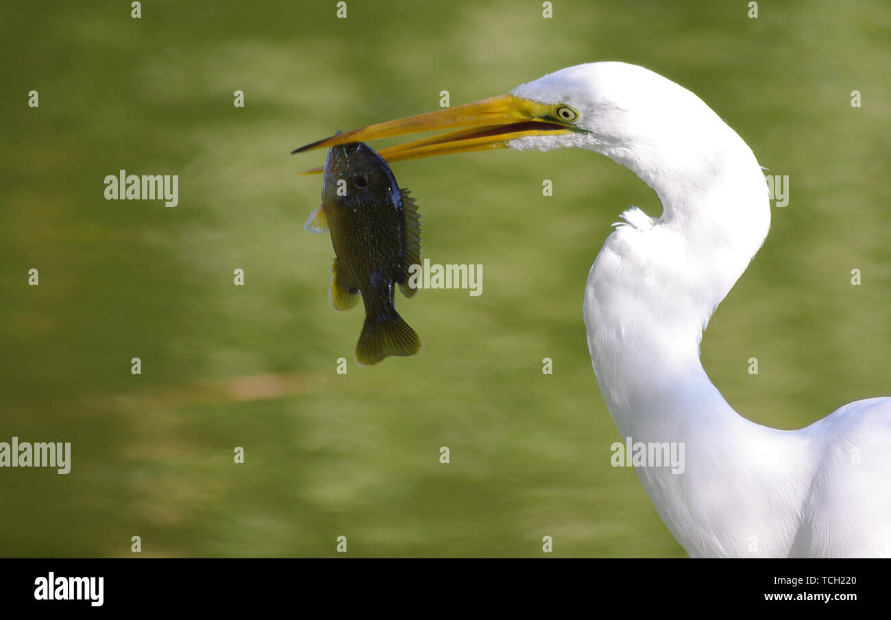 Great egret, egret, fish, food, caught, catching, Stock Photo