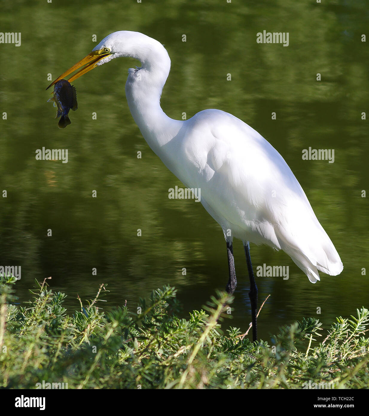 Great egret, egret, fish, food, caught, catching, Stock Photo