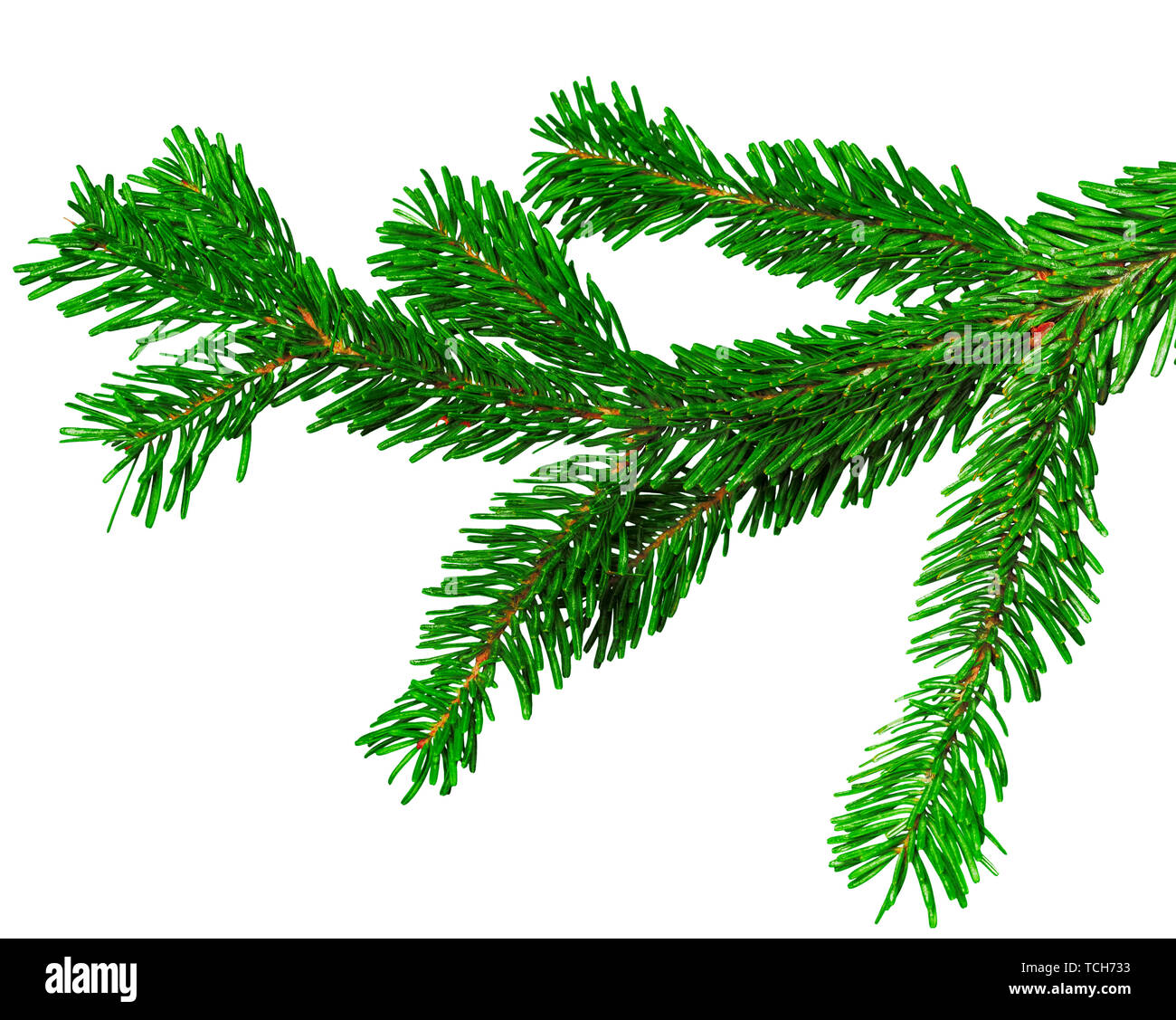 Fir branch isolated on white background Stock Photo - Alamy