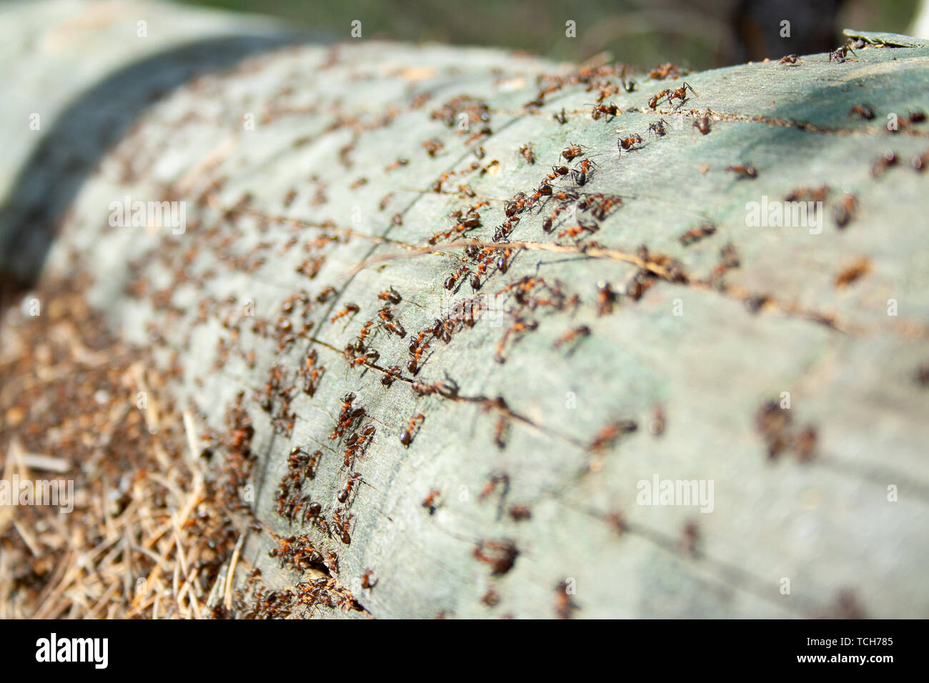 Many ants working together on fallen dry tree at sunny day un the forest close up. Macro ant. Group of insects Stock Photo