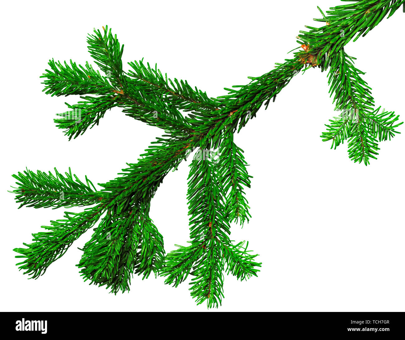Fir branch isolated on white background Stock Photo - Alamy