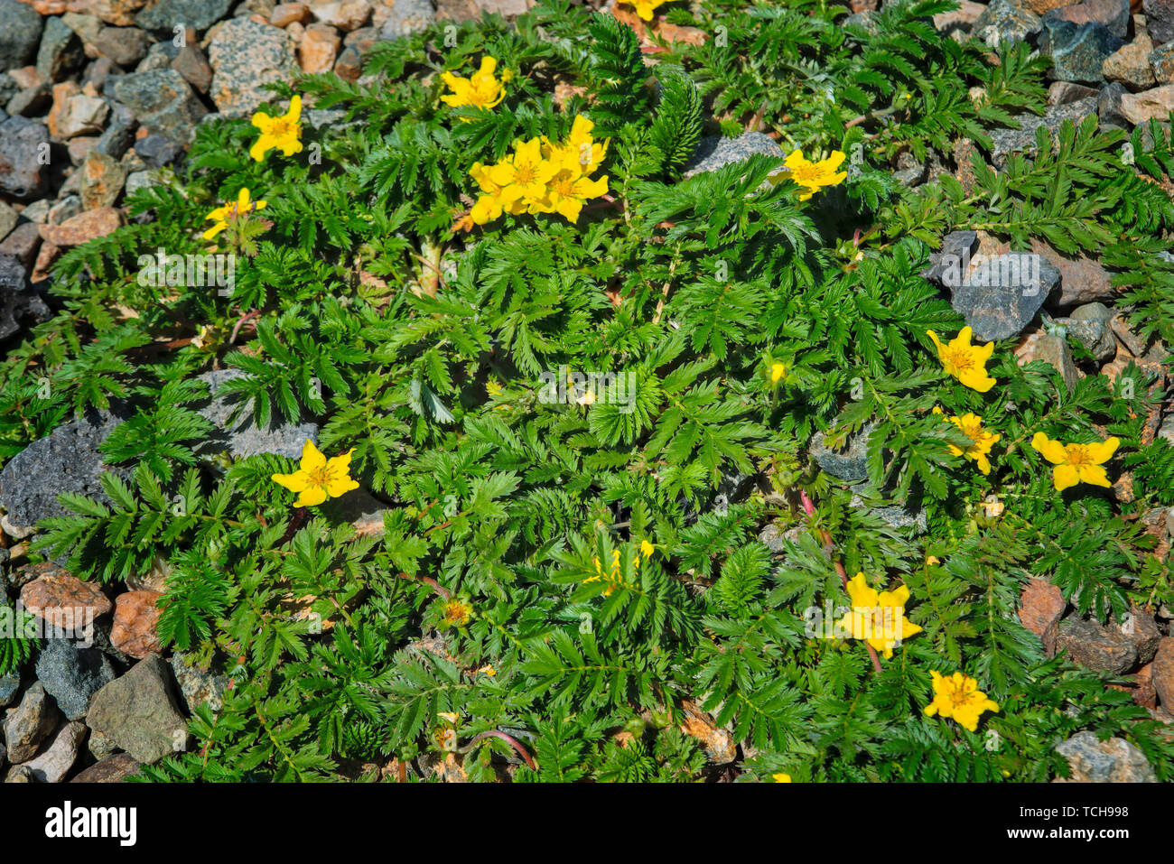 Argentina anserina or Potentilla anserina. It is known by the common names silverweed or silverweed cinquefoil. Natural green plant background, yellow Stock Photo