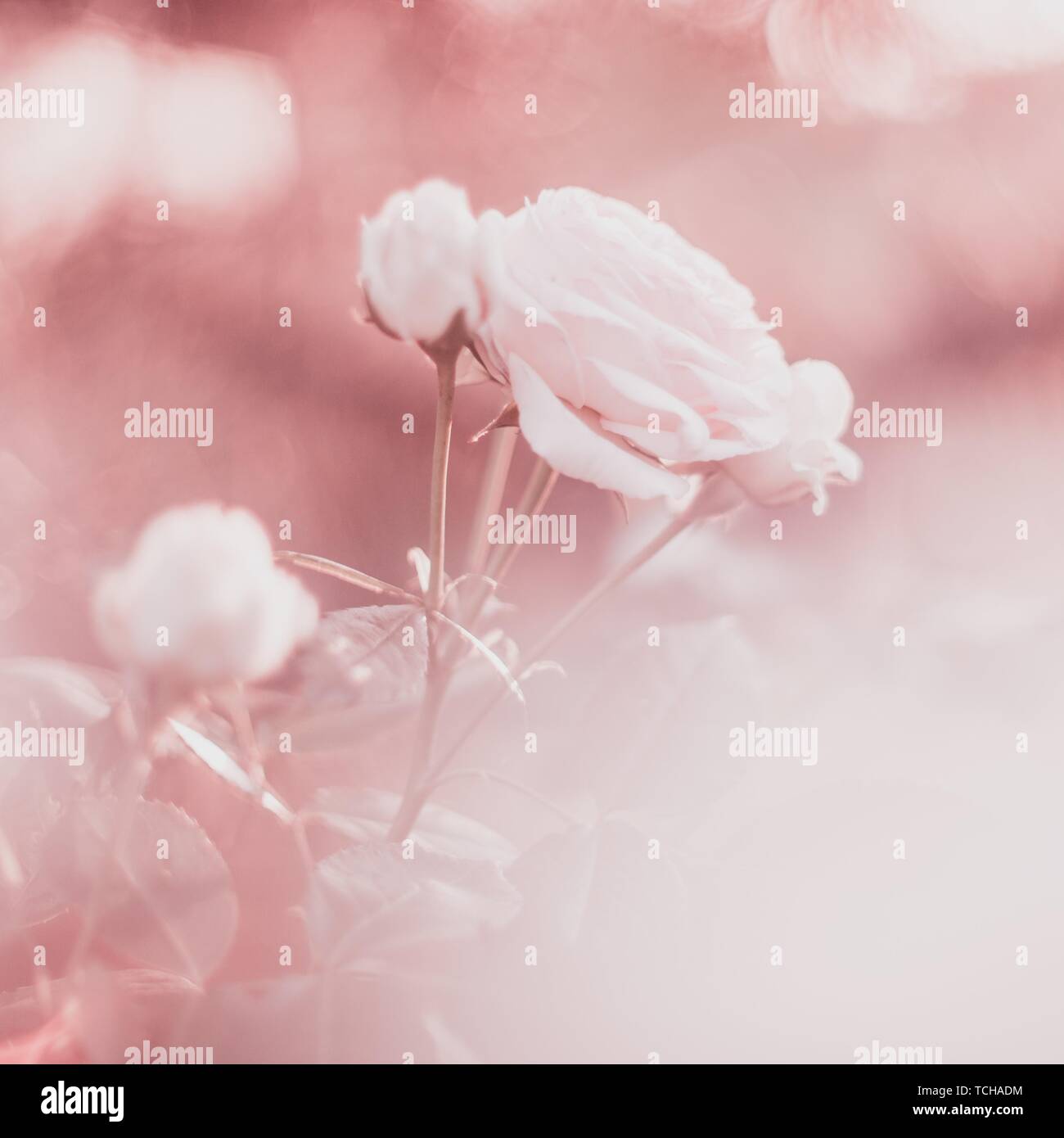 Pink pastel background image of pale roses flowers in the garden Stock ...