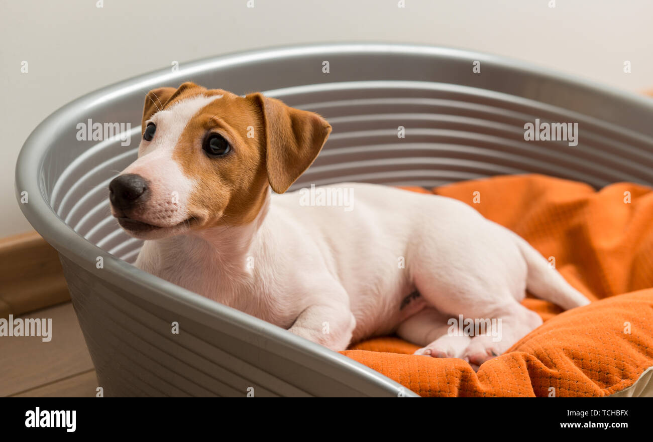 Jack Russell Terrier Lying on Dog Bed Stock Photo Alamy