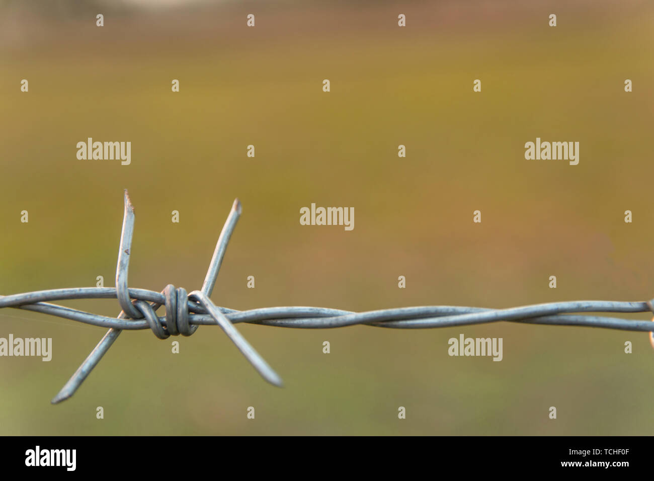 Barbed wire with blur nature background with copy space Stock Photo