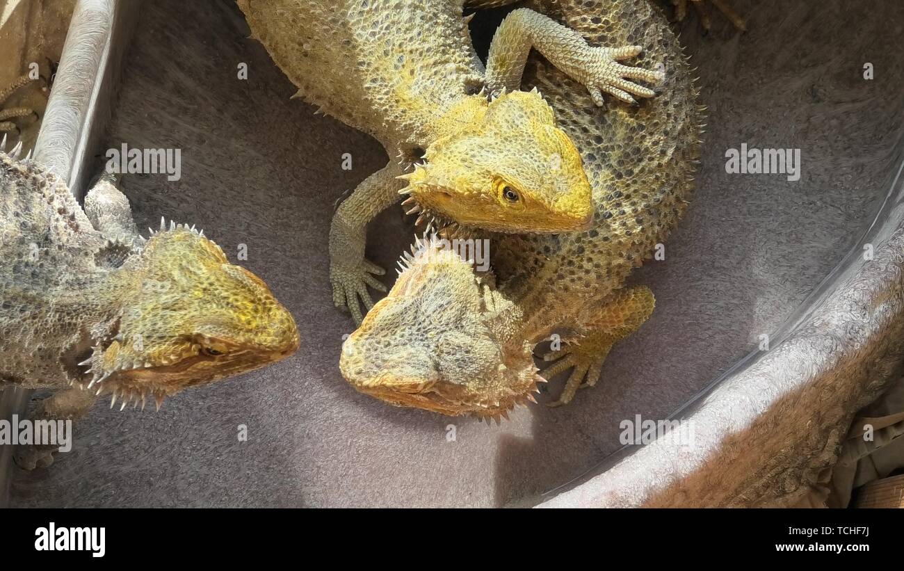 Bearded Dragon lizard playing in the water pool. Australian reptile living in the wildlife Stock