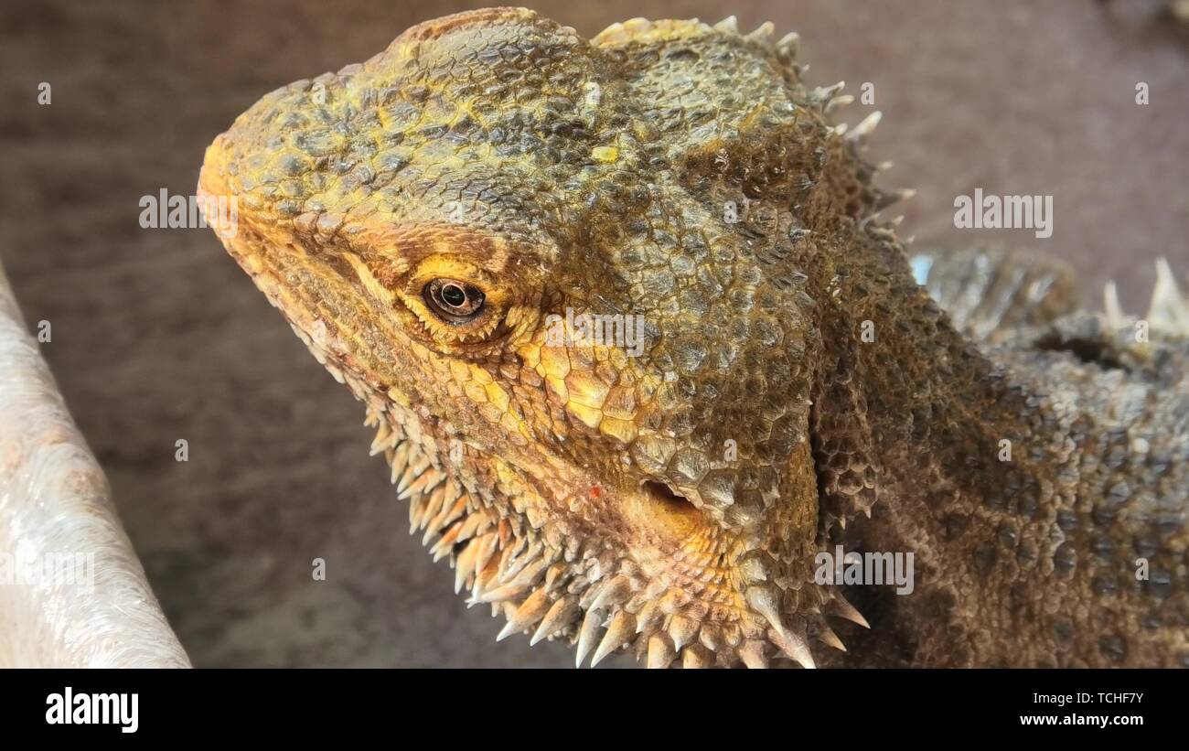 Bearded water dragon hires stock photography and images Alamy