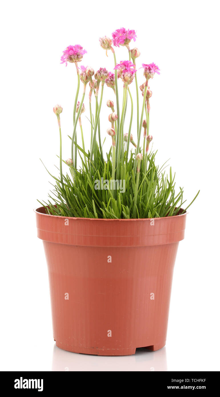 Pink flowers in pot isolated on white Stock Photo Alamy