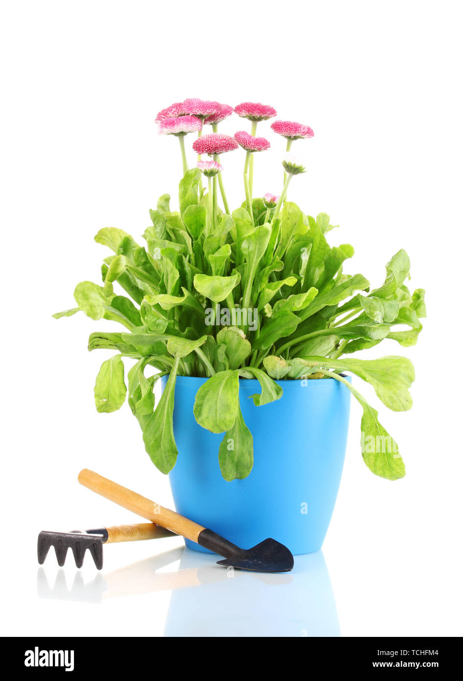 Daisy flowers in pot with instruments isolated on white Stock Photo Alamy