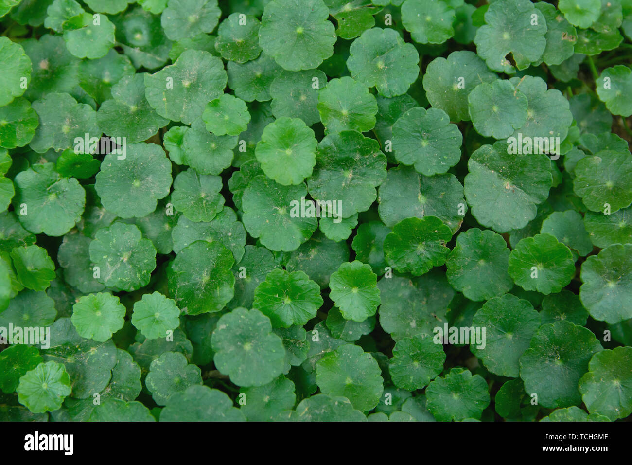 Gotu Kola Benefits Traditional Uses And Properties