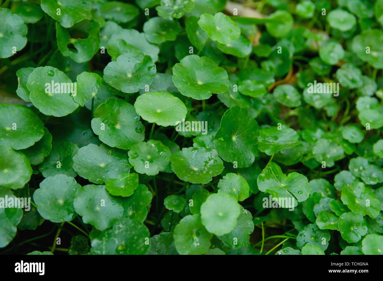 Gotu kola, Centella asiatica, Asiatic pennywort, Indian pennywort leaf green background Stock Photo