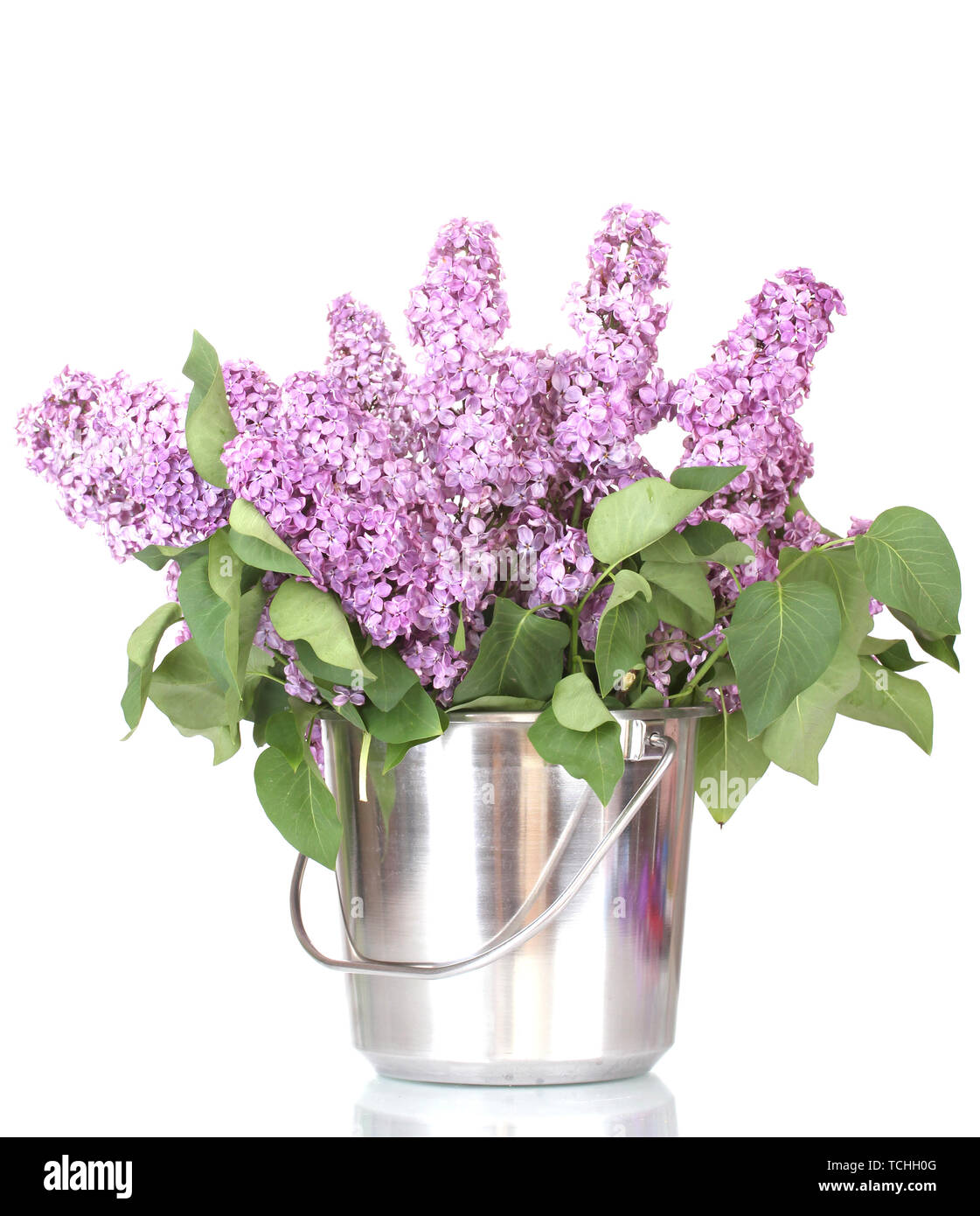beautiful lilac flowers in metal bucket isolated on white Stock Photo