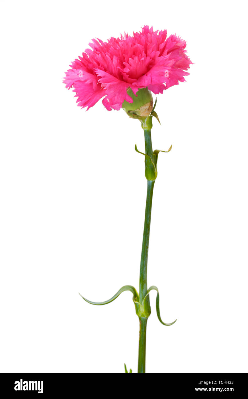 pink carnation isolated on white Stock Photo - Alamy