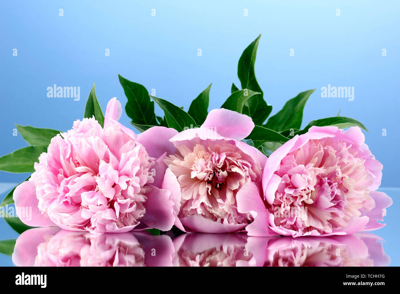 Three pink peonies on blue background Stock Photo - Alamy