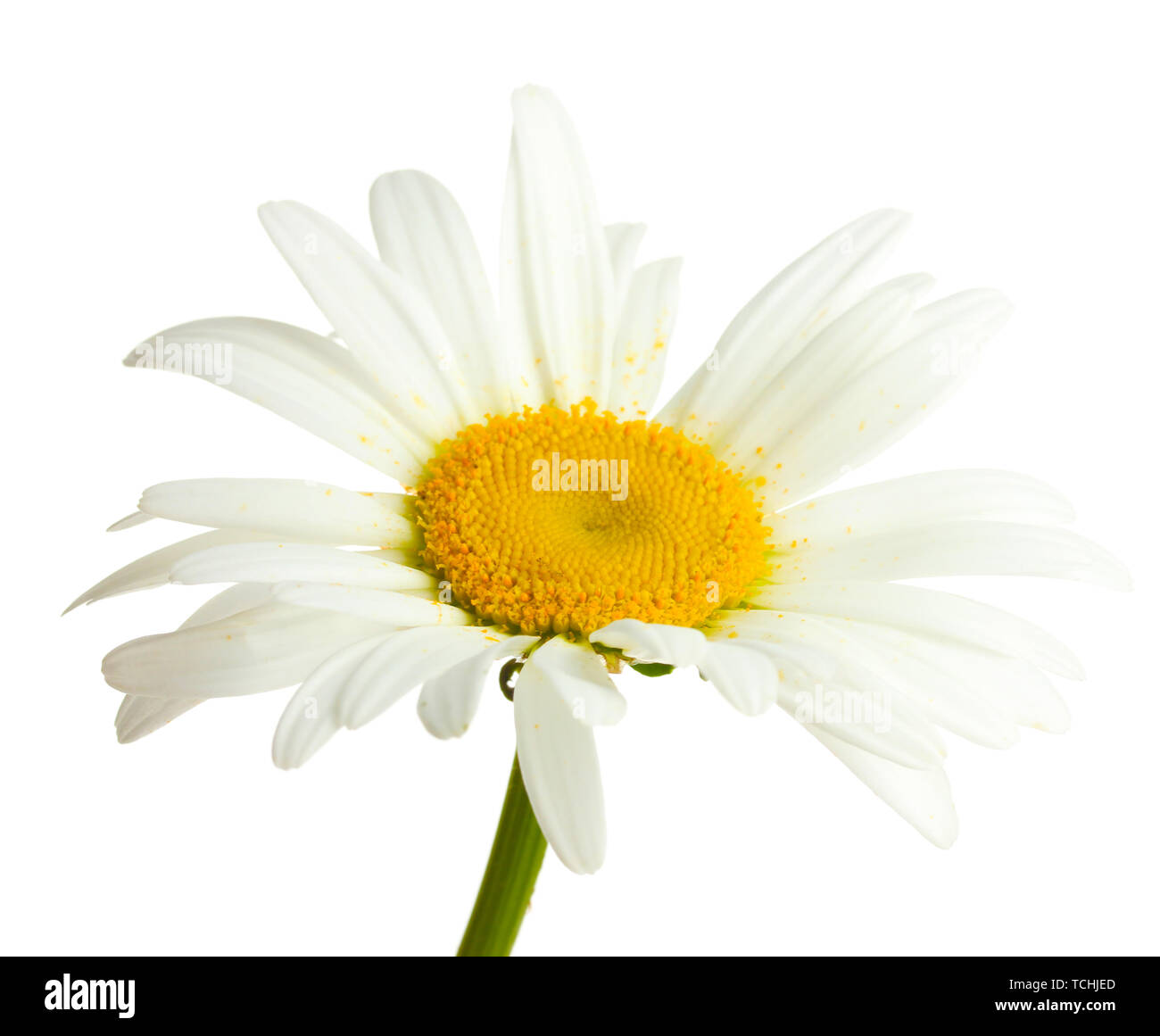 beautiful daisy flower isolated on white Stock Photo - Alamy