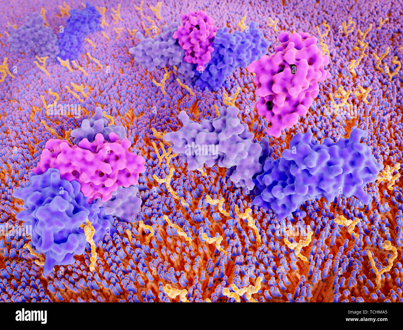 Interleukin 4 binding to its receptor, illustration Stock Photo